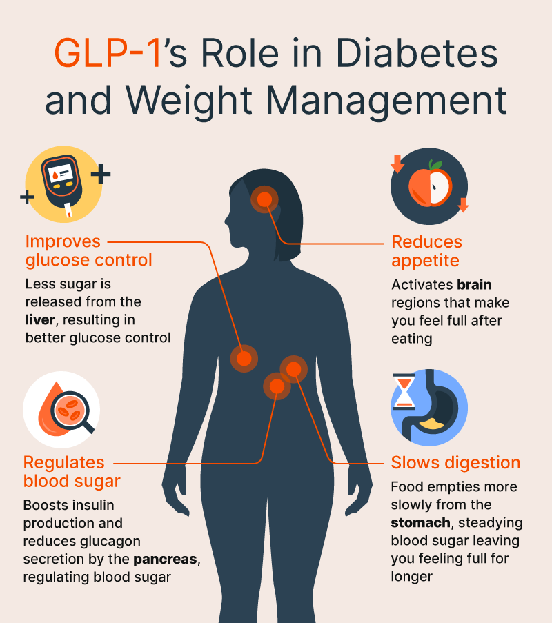 GLP-1’s Role in Diabetes and Weight Management 

[Arrow to the brain:] 
Reduces appetite 
Activates brain regions that make you feel full after eating 
 

[Arrow to the stomach:] 
Slows digestion 
Food empties more slowly, steadying blood sugar leaving you feeling full for longer 
 

[Arrow to the pancreas:] 
Regulates blood sugar
Boosts insulin production and reduces glucagon secretion by the pancreas, regulating blood sugar 

 

[Arrow to the liver:] 
Improves glucose control
Less sugar is released from the liver, resulting in better glucose control
