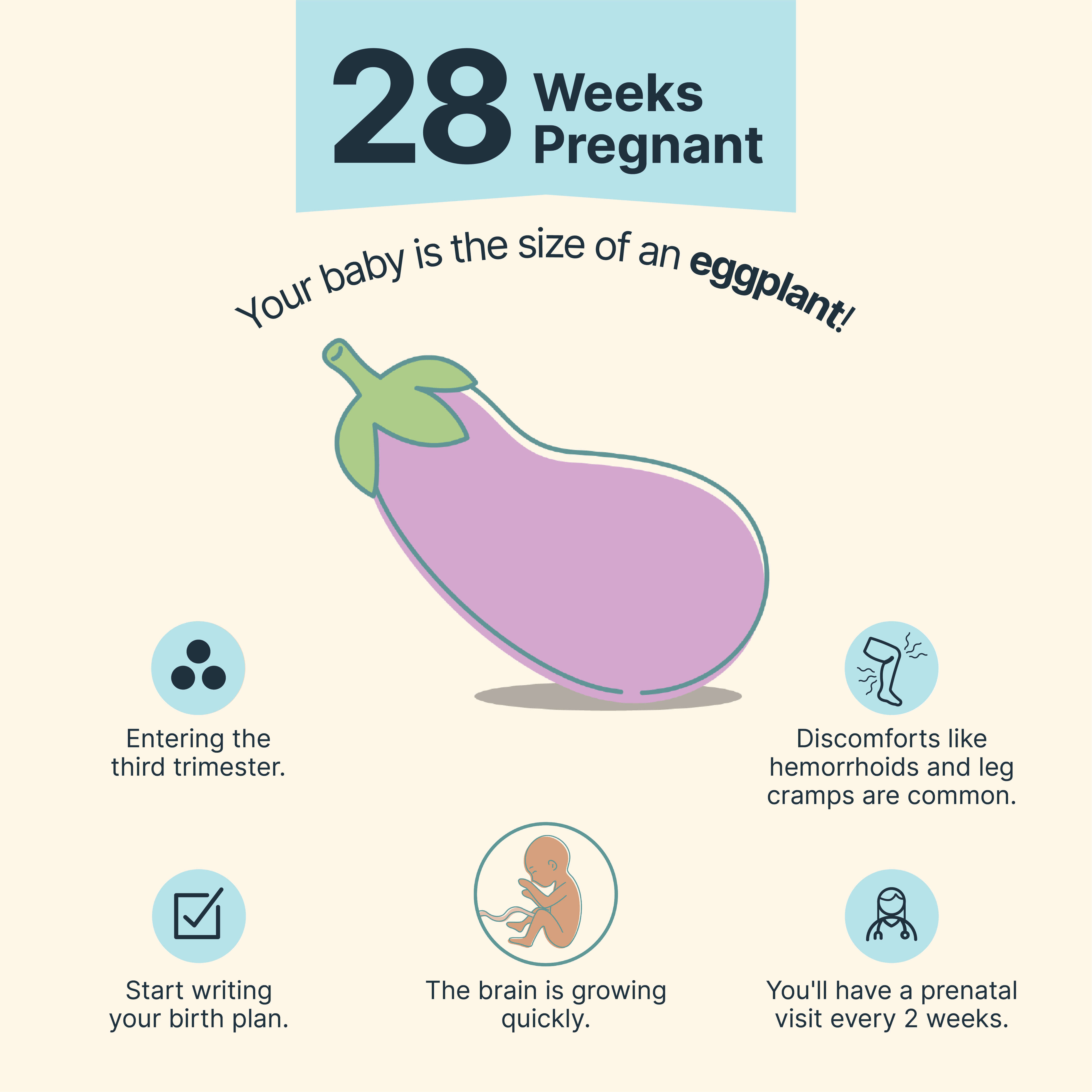 28 Weeks Pregnant
Your baby is the size of an eggplant.
The brain is growing quickly.
Entering the third trimester!
Discomforts like hemorrhoids and leg cramps are common.
Start writing your birth plan.
You'll have a prenatal visit every 2 weeks.																			