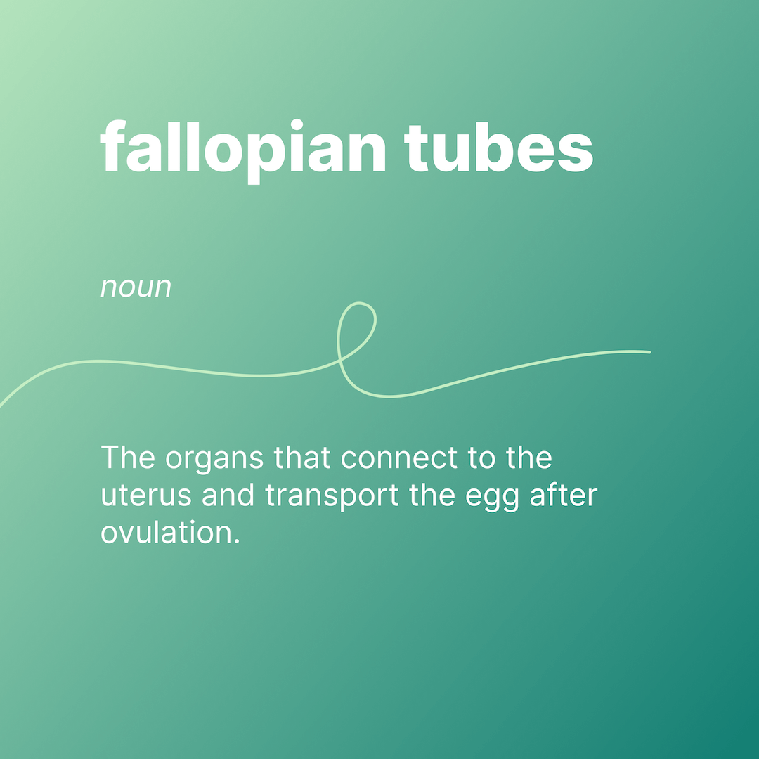 fallopian tubes 
noun 
The organs that connect to the uterus and transport the egg after ovulation.