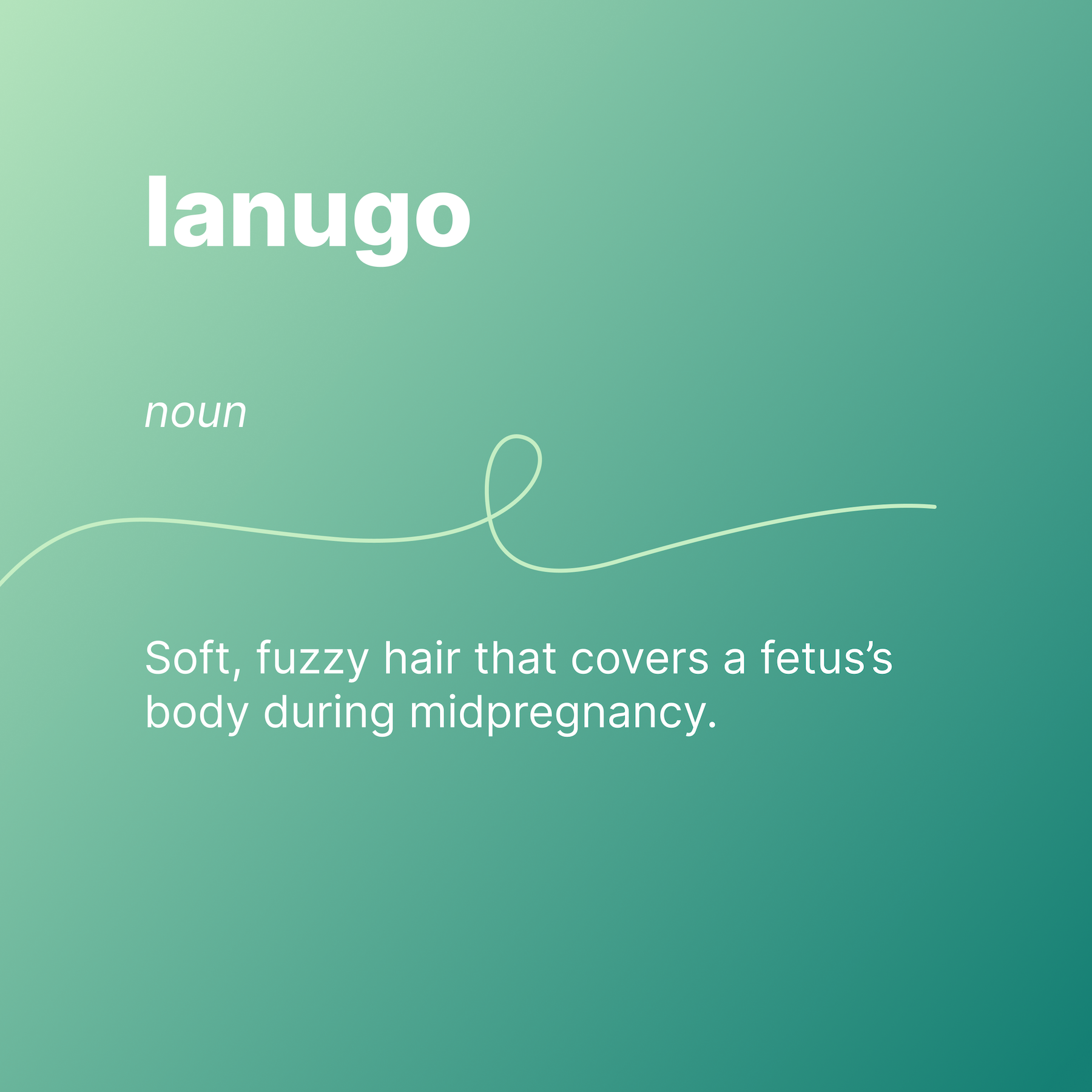 lanugo
noun
Soft, fuzzy hair that covers a fetus's body during midpregnancy.