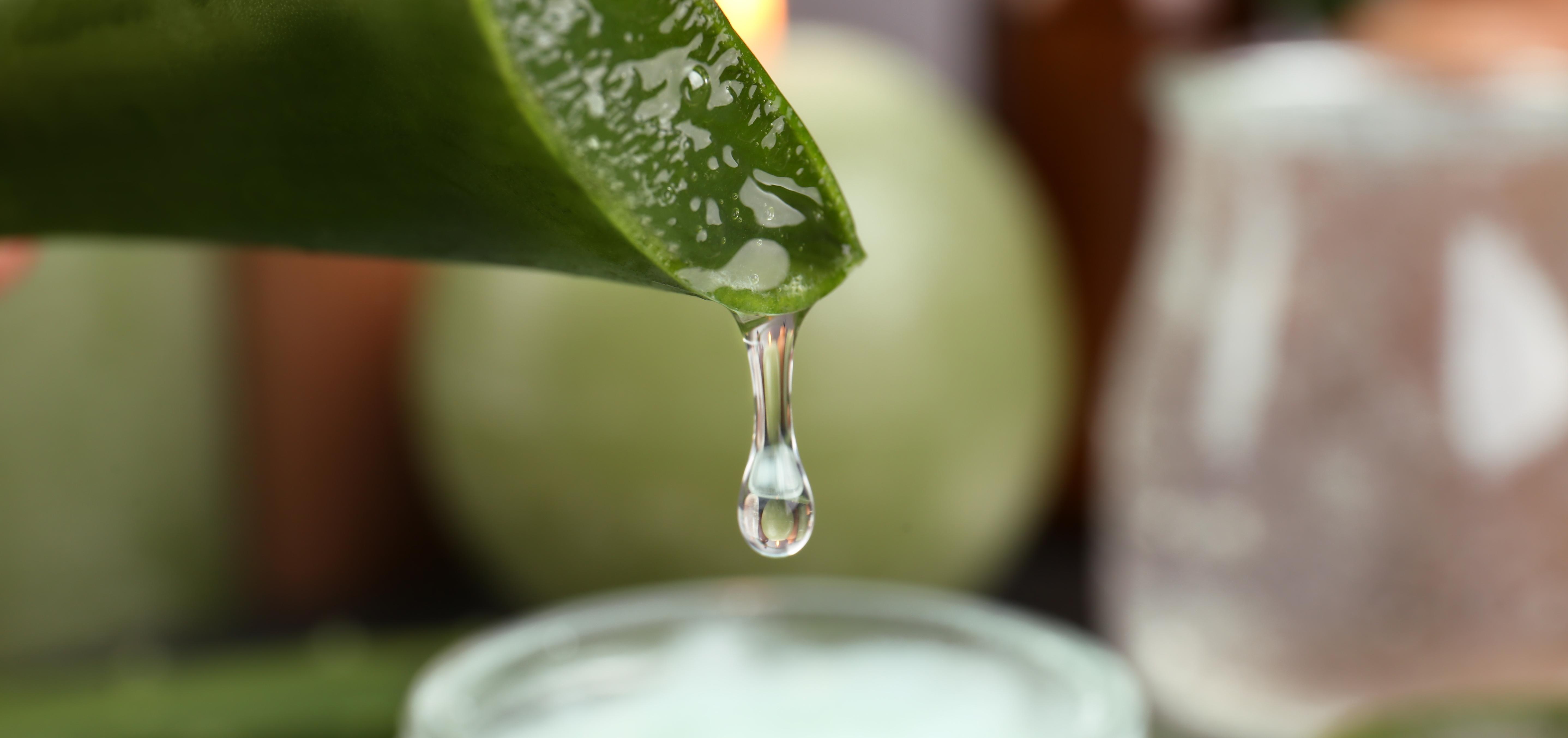 Aloe vera gel dripping from a cut plant