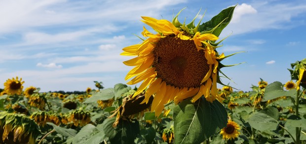 drooping sunflower